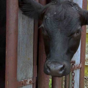 National Geographic Wild: «L’incroyable DR Pol», épisodes inédits dès le 14 avril