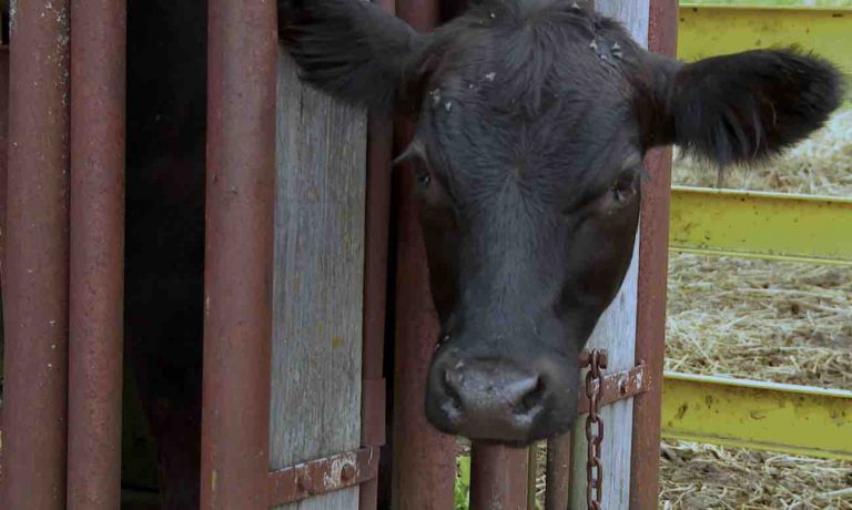 National Geographic Wild: «L’incroyable DR Pol», épisodes inédits dès le 14 avril
