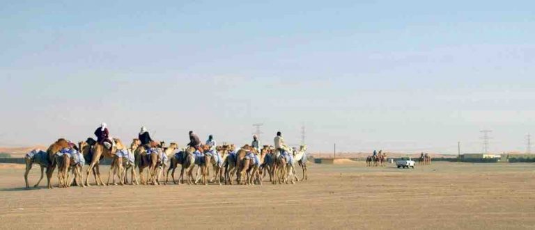 ZED : «OASIS, la série» le 25 avril sur ARTE