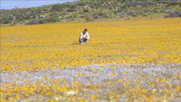 France 5/ «Science grand format» : «L’abominable mystère des fleurs» jeudi 19 mai