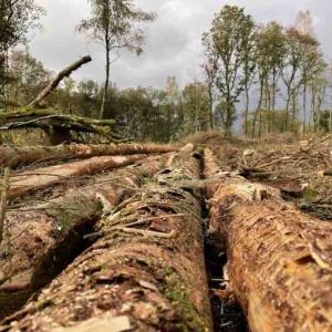 Public Sénat : «Forêts françaises, en quête d’avenir» samedi 21 mai à 21h00
