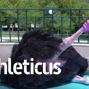 ARTE : «Athleticus», la série courte d’animation de Nicolas Deveaux, revient avec une saison 3 dès le 9 septembre à 20h50