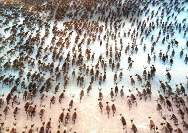 Boréales Federation annonce sa nouvelle production événement, «La ruée vers le froid»