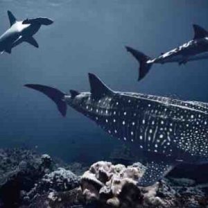 France 2 : soirée «Au plus près des requins» mardi 1er novembre