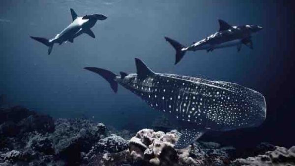 France 2 : soirée «Au plus près des requins» mardi 1er novembre