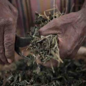 France Télévisions : le documentaire inédit «Bois de rempart, une plante assassine de La Réunion» sur France 3 et La1ere.fr lundi 31 octobre 2022
