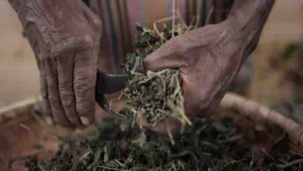 France Télévisions : le documentaire inédit «Bois de rempart, une plante assassine de La Réunion» sur France 3 et La1ere.fr lundi 31 octobre 2022