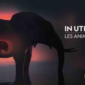 National Geographic Wild lève le voile sur les naissances dans le monde animal dans la série «In Utero : les animaux» dès le mercredi 2 novembre