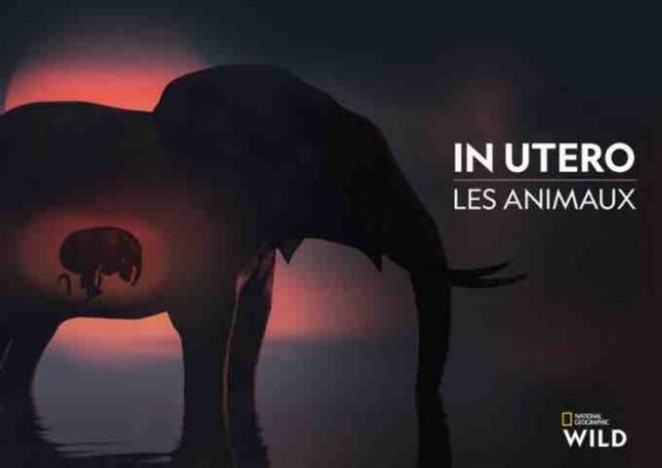 National Geographic Wild lève le voile sur les naissances dans le monde animal dans la série «In Utero : les animaux» dès le mercredi 2 novembre