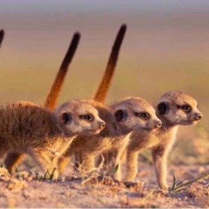ARTE : «Dynasties animales», une série documentaire produite par la BBC, qui plonge dans l’intimité de six familles d’animaux, dès le 6 février