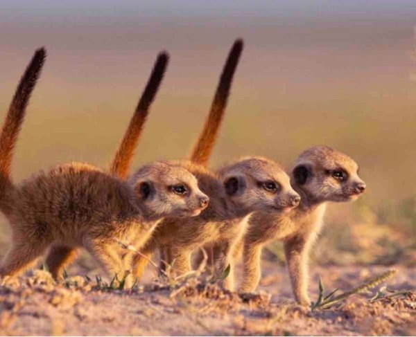 ARTE : «Dynasties animales», une série documentaire produite par la BBC, qui plonge dans l’intimité de six familles d’animaux, dès le 6 février