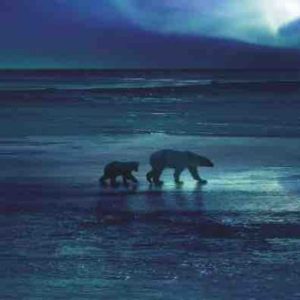 France 2 : soirée documentaires animaliers mardi 7 février avec «Royaumes de glace - L’Arctique»