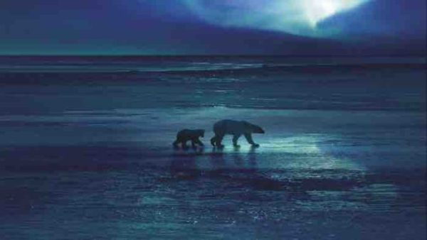 France 2 : soirée documentaires animaliers mardi 7 février avec «Royaumes de glace - L’Arctique»