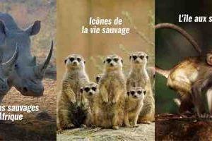 Pluto TV Animaux et Pluto TV Nature font le plein de documentaires en janvier