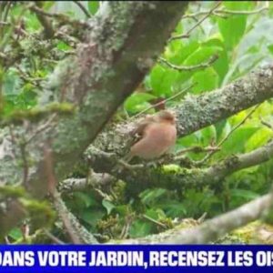 La LPO et BFMTV lancent une opération pour permettre aux Français de suivre l’arrivée en France des hirondelles