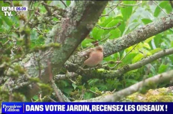 La LPO et BFMTV lancent une opération pour permettre aux Français de suivre l’arrivée en France des hirondelles