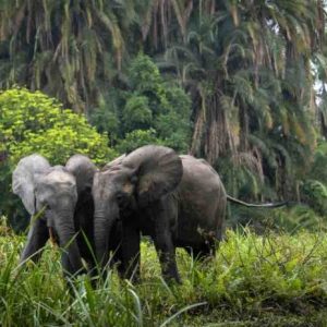 Disney+ : le documentaire National Geographic «Les secrets des éléphants» de James Cameron dès le 22 avril