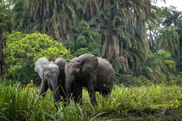 Disney+ : le documentaire National Geographic «Les secrets des éléphants» de James Cameron dès le 22 avril