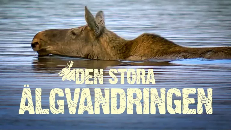 «Den Stora Algvandringen», le programme le plus insolite du PAF suédois fait carton plein