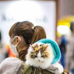 Japon: une application utilisant l’intelligence artificielle pour détecter la douleur des chats