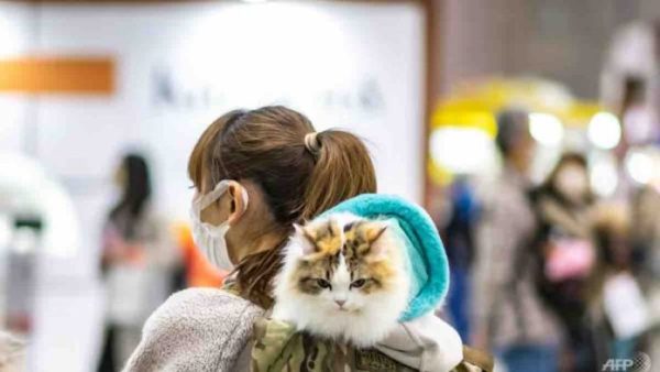Japon: une application utilisant l’intelligence artificielle pour détecter la douleur des chats