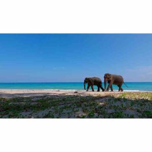 France tv distribution: acquisition du nouveau documentaire «L’énigme des éléphants d’Andaman»