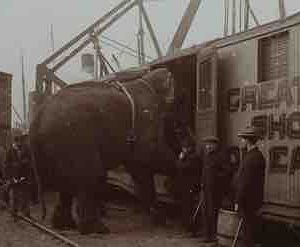 13 Productions : le film «La tragique histoire de Fritz l’éléphant» prochainement sur ARTE et France 3 Centre-Val-de-Loire