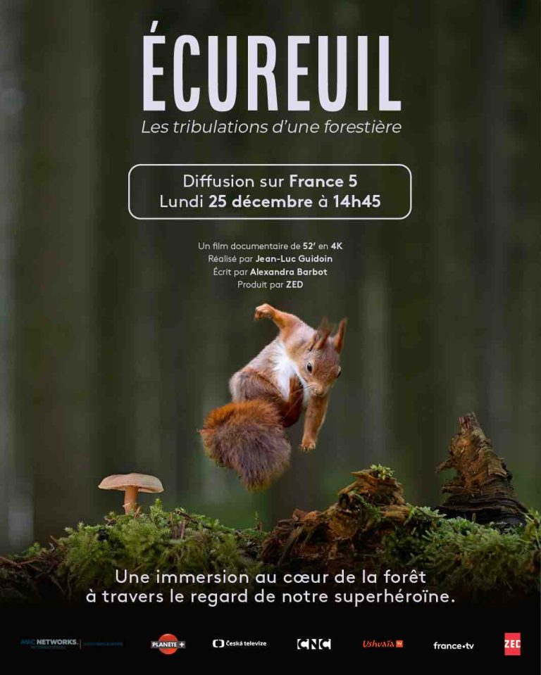 France 5/ ZED: «Écureuil : Les tribulations d’une forestière» le 25 décembre à 14h45