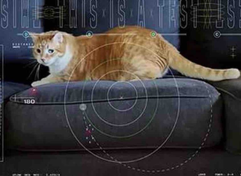 La Nasa transmet une vidéo de félin depuis l’espace lointain, par laser