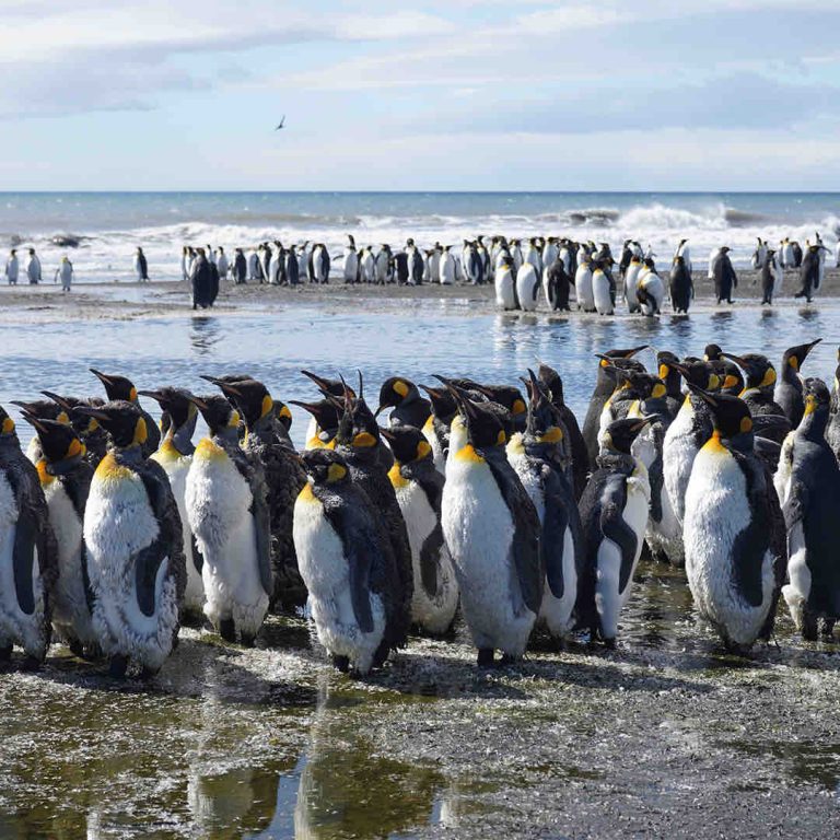 ARTE : «Kerguelen, aux confins du monde» le 7 mars à 12h30