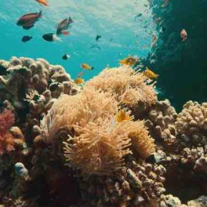 A l’occasion de la Journée de la Terre, Discovery Channel vous propose un documentaire inédit intitulé «Océan en danger : la bataille pour le corail» lundi 22 avril