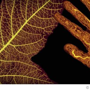 ARTE : «Le génie caché des plantes» propose une plongée fascinante dans l’intimité du monde végétal, samedi 6 avril  à 22h20