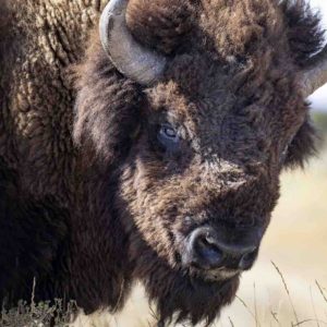 ARTE : la série documentaire «L’histoire du bison d’Amérique» signée Ken Burns, samedi 30 mars à 20h50