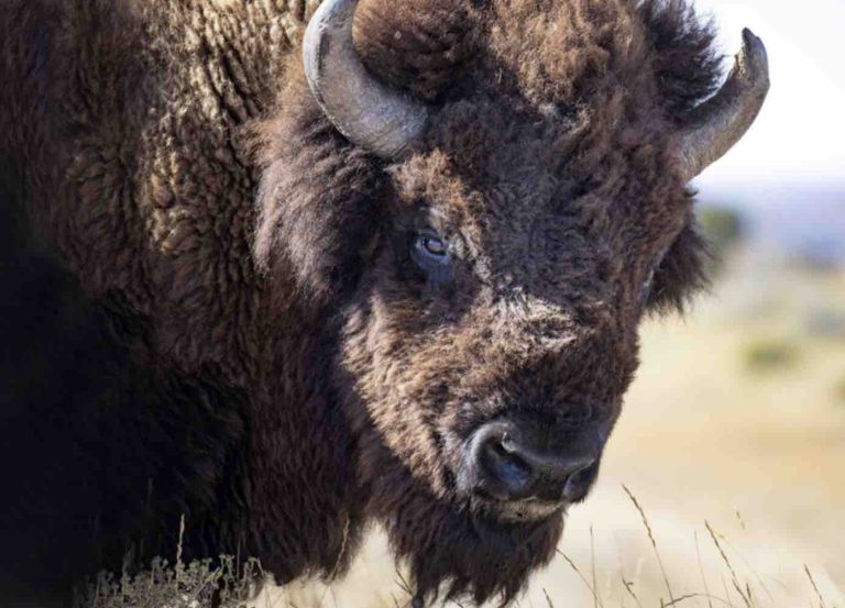 ARTE : la série documentaire «L’histoire du bison d’Amérique» signée Ken Burns, samedi 30 mars à 20h50