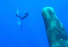 France 5 : «Thalassa, aventures extrêmes», leader du Prime TNT