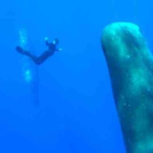 France tv distribution: acquisition de la série documentaire «Thalassa, aventures extrêmes»