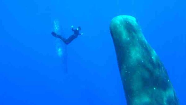 France tv distribution: acquisition de la série documentaire «Thalassa, aventures extrêmes»