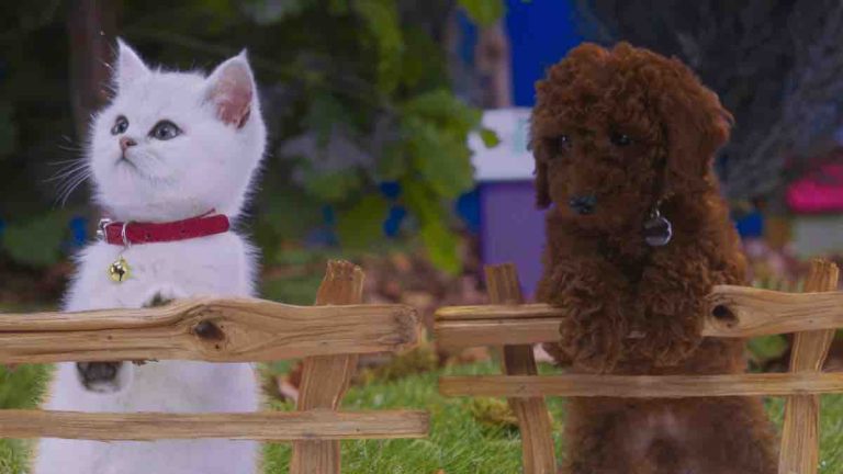 France Télévisions: la nouvelle série «Moustache et Patoune», mettant en scène des animaux, arrive le mercredi 3 juillet sur la plateforme Okoo