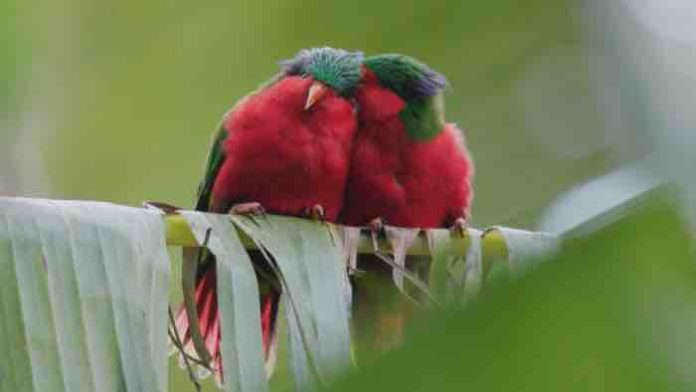 France TV- l’inédit «Ura, sauver l’oiseau sacré des Australes» sur France 3 et La1ere.fr le 2 décembre