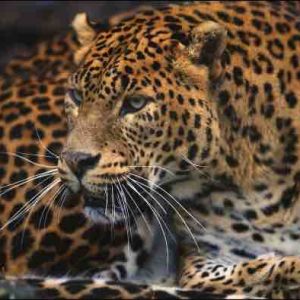 France Télévisions : le documentaire inédit «Guyane, vivre avec le jaguar» sur France 3 et La1ere.fr lundi 25 novembre