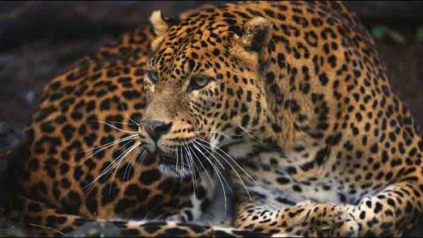 France Télévisions : le documentaire inédit «Guyane, vivre avec le jaguar» sur France 3 et La1ere.fr lundi 25 novembre