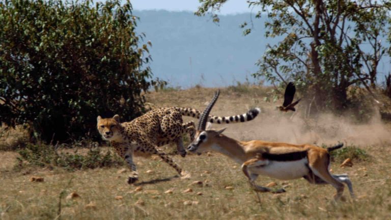 Ushuaïa TV : l’inédit «Les survivants ultimes de la nature» le 13 décembre 