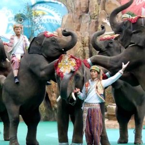 Ushuaïa TV: l’inédit «Trafic d’éléphants, enquête sous haute tension» le 10 décembre