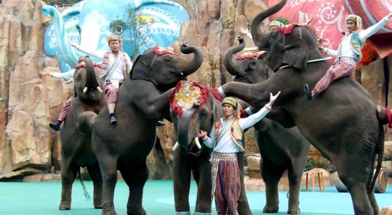 Ushuaïa TV: l’inédit «Trafic d’éléphants, enquête sous haute tension» le 10 décembre