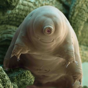 ARTE : «Tardigrade, l’animal indestructible» samedi 4 janvier à 22h00