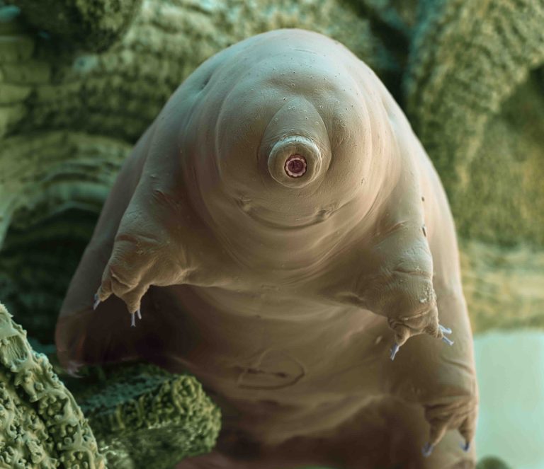 ARTE : «Tardigrade, l’animal indestructible» samedi 4 janvier à 22h00