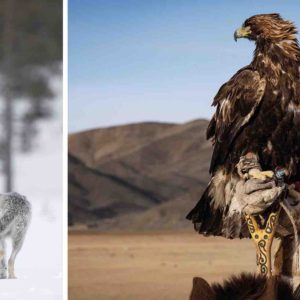 ARTE : soirée évasion en Mongolie et en Finlande avec 2 documentaires, le 24 décembre à 20h50 