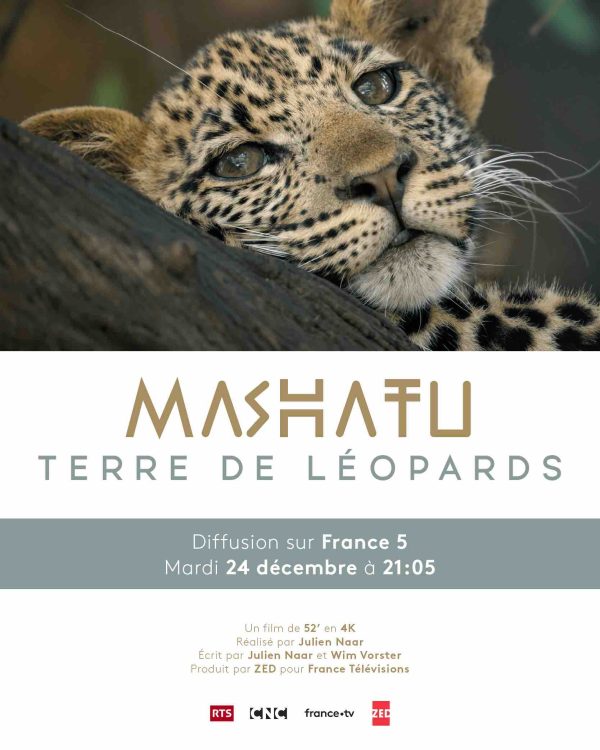 France 5/ ZED : «Mashatu, terre de léopards» mardi 24 décembre à 21h05