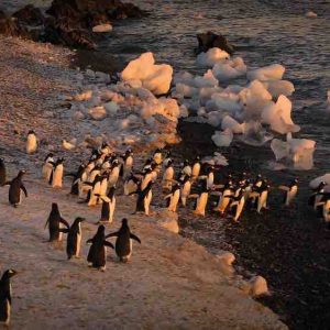 USHUAÏA TV : le documentaire inédit «Les sentinelles de l’Antarctique» le 7 janvier