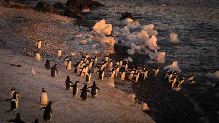 USHUAÏA TV : le documentaire inédit «Les sentinelles de l’Antarctique» le 7 janvier